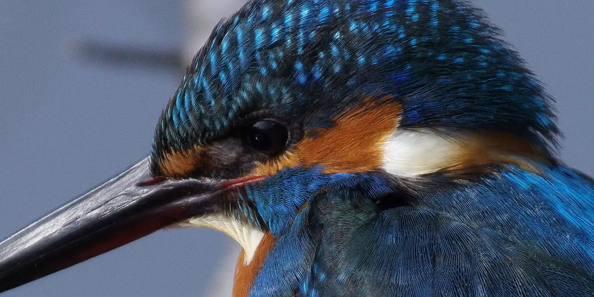 野鳥・カワセミ画像