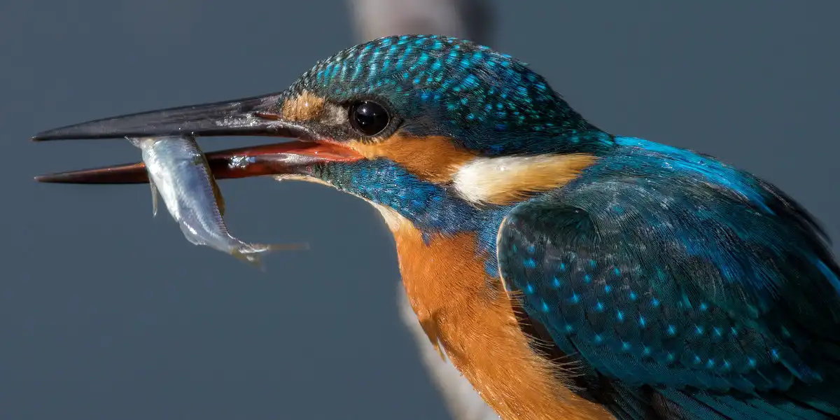 野鳥・カワセミ画像