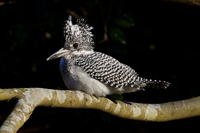 BORG89EDで撮影したヤマセミの野鳥写真画像