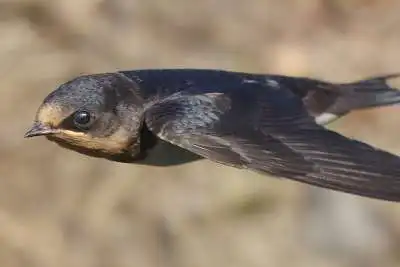 飛翔中の瞬膜が写ったツバメ飛翔写真
