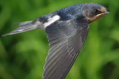 通常の飛翔中の目の状態のツバメ飛翔写真