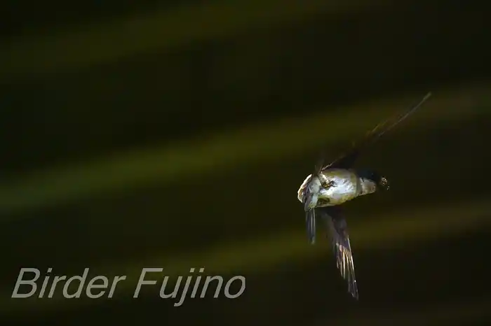 BORGで撮影したイワツバメの飛翔写真画像(トビモノ)