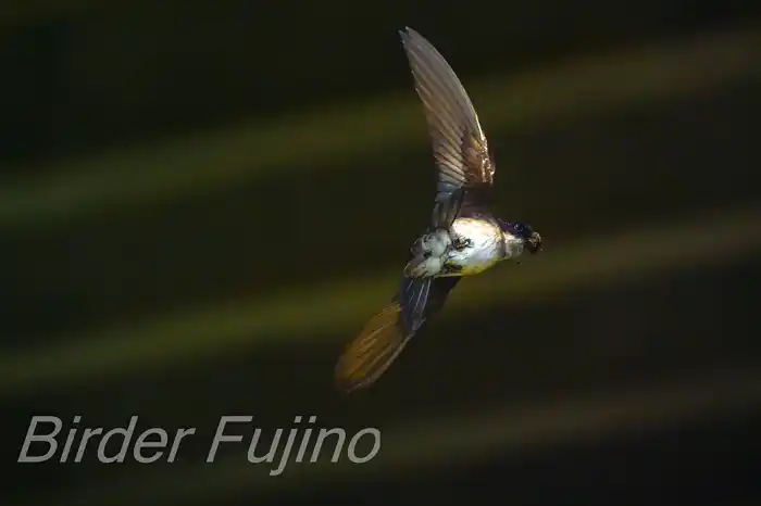 BORGで撮影したイワツバメの飛翔写真画像(トビモノ)