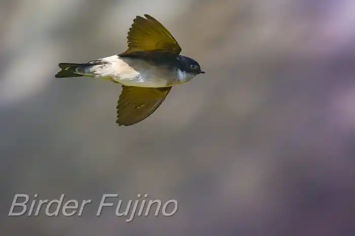 BORGで撮影したイワツバメの飛翔写真画像(トビモノ)