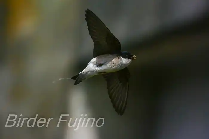 BORGで撮影したイワツバメの飛翔写真画像(トビモノ)