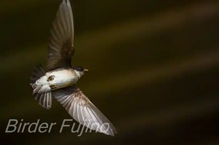 BORGで撮影したイワツバメの飛翔写真画像(トビモノ)
