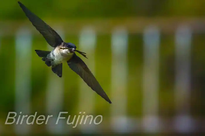 BORGで撮影したイワツバメの飛翔写真画像(トビモノ)