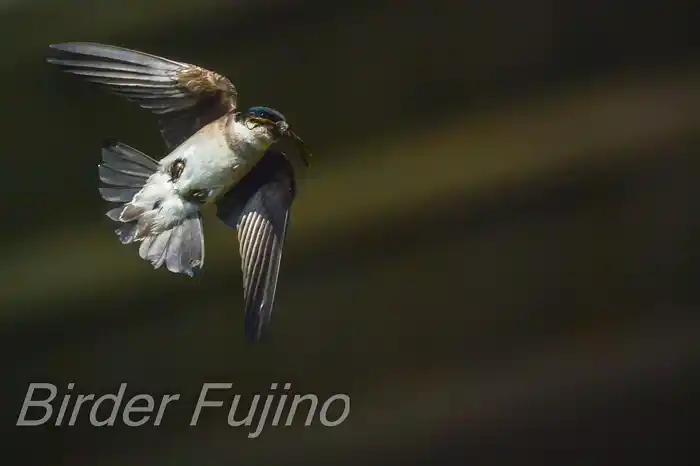 BORGで撮影したイワツバメの飛翔写真画像(トビモノ)