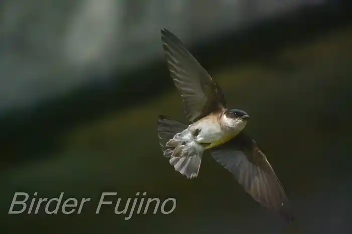 BORGで撮影したイワツバメの飛翔写真画像(トビモノ)