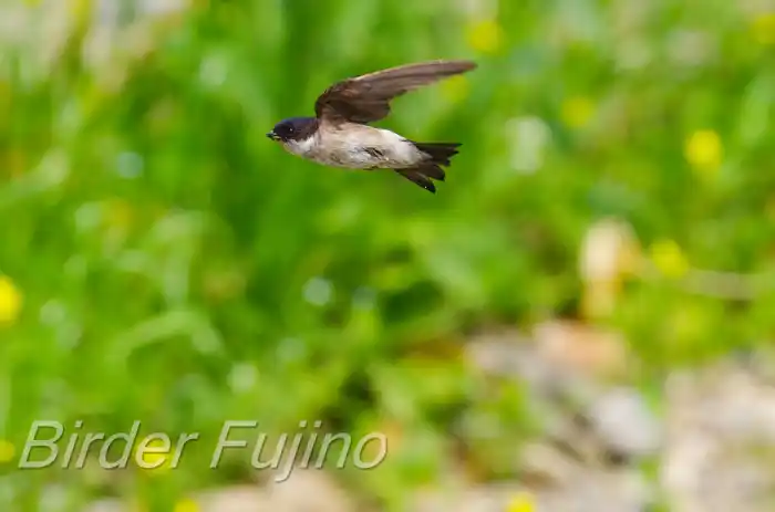 BORGで撮影したイワツバメの飛翔写真画像(トビモノ)