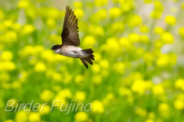 BORGで撮影したイワツバメの飛翔写真画像(トビモノ)