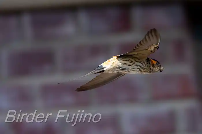 BORGで撮影したコシアカツバメの飛翔写真画像(トビモノ)