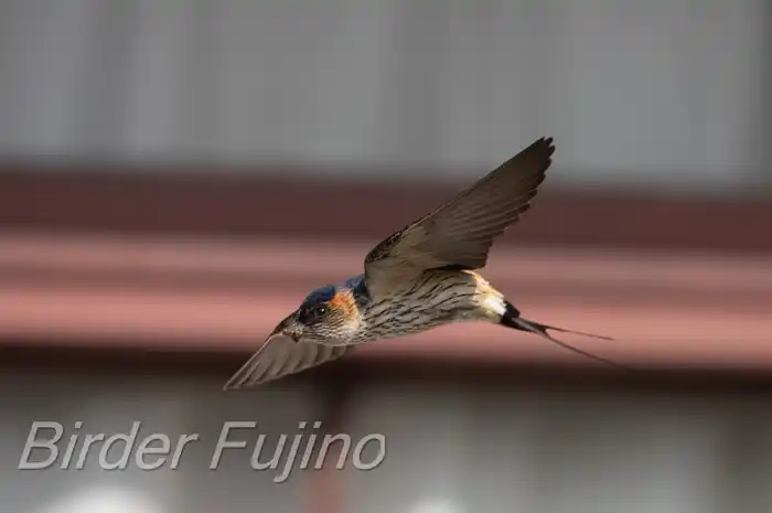 BORGで撮影したコシアカツバメの飛翔写真画像(トビモノ)