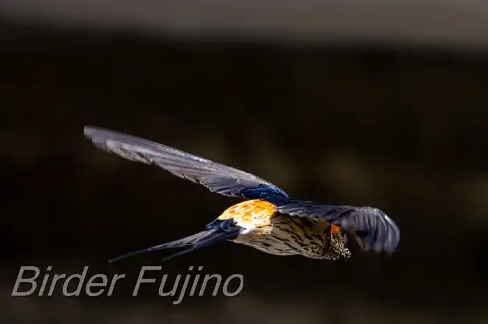 BORGで撮影したコシアカツバメの飛翔写真画像(トビモノ)