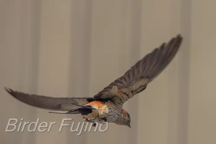 BORGで撮影したコシアカツバメの飛翔写真画像(トビモノ)