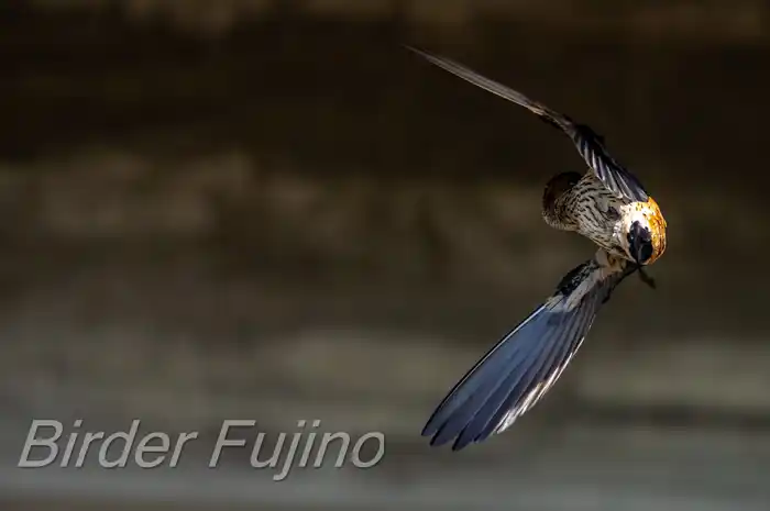 BORGで撮影したコシアカツバメの飛翔写真画像(トビモノ)