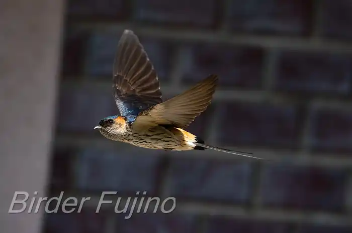 BORGで撮影したコシアカツバメの飛翔写真画像(トビモノ)