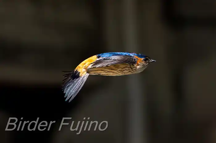 BORGで撮影したコシアカツバメの飛翔写真画像(トビモノ)