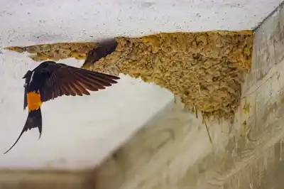 コシアカツバメの巣