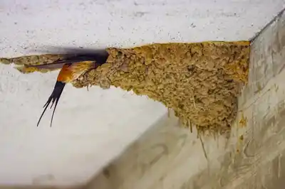 コシアカツバメの巣