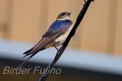 コシアカツバメ