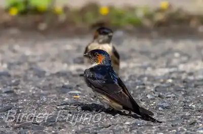 コシアカツバメ