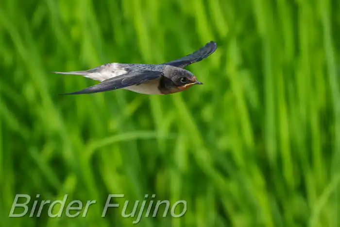BORGで撮影したツバメの飛翔写真画像(トビモノ)