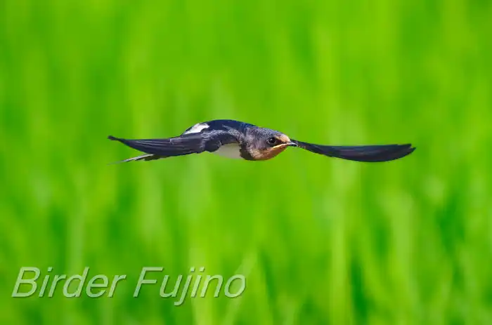 BORGで撮影したツバメの飛翔写真画像(トビモノ)