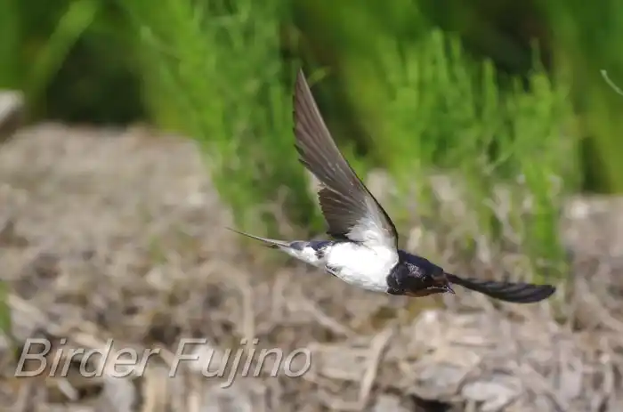 BORGで撮影したツバメの飛翔写真画像(トビモノ)