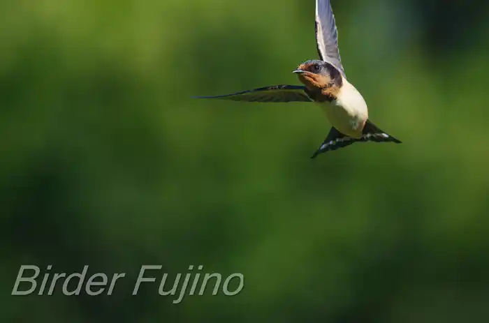 BORGで撮影したツバメの飛翔写真画像(トビモノ)