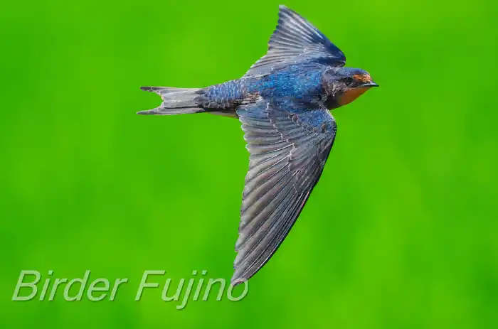 BORGで撮影したツバメの飛翔写真画像(トビモノ)