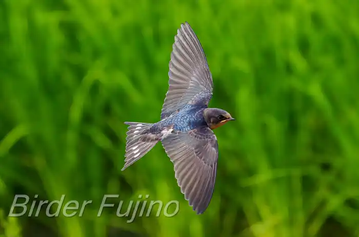 BORGで撮影したツバメの飛翔写真画像(トビモノ)