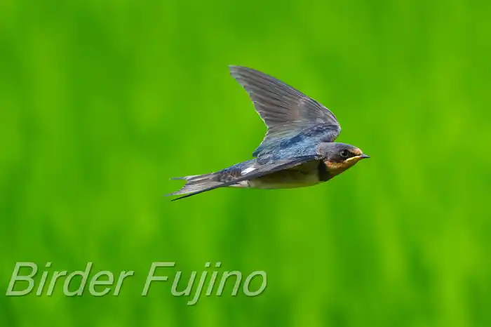 BORGで撮影したツバメの飛翔写真画像(トビモノ)