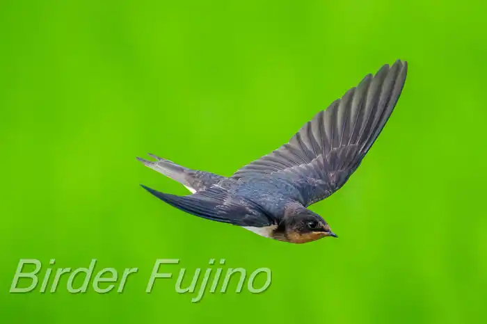 BORGで撮影したツバメの飛翔写真画像(トビモノ)