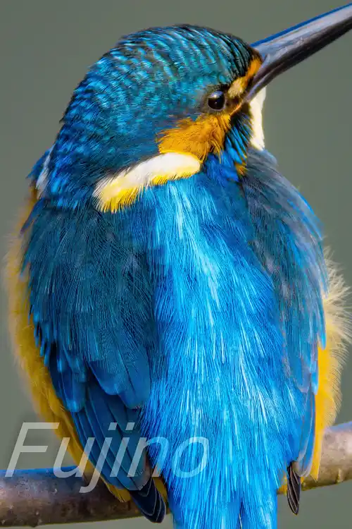 AFボーグ BORG71FLで撮影したカワセミドアップ写真画像