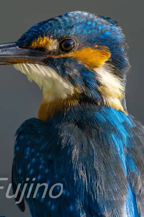 BORG89EDで撮影したカワセミドアップ写真画像