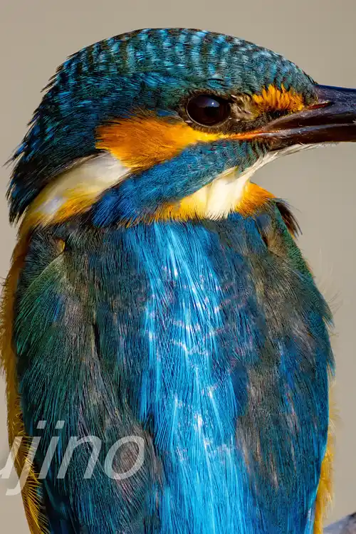 BORG89EDで撮影したカワセミドアップ写真画像