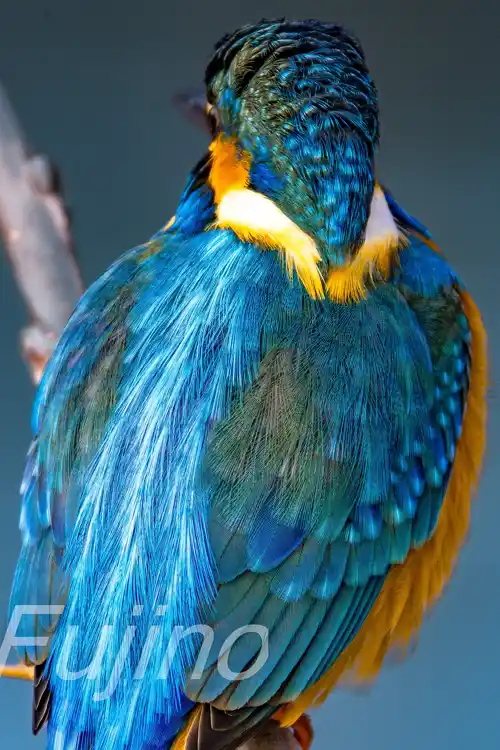 AFボーグ BORG90FLで撮影したカワセミドアップ写真画像