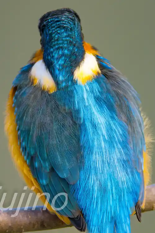 AFボーグ BORG90FLで撮影したカワセミドアップ写真画像