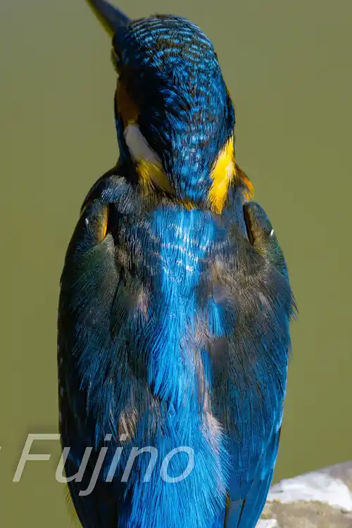 BORG71FLで撮影したカワセミドアップ写真画像