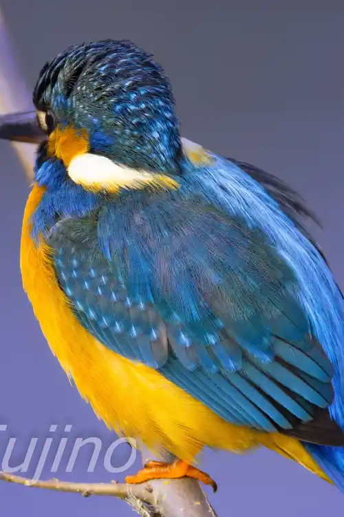 AFボーグ BORG90FLで撮影したカワセミドアップ写真画像