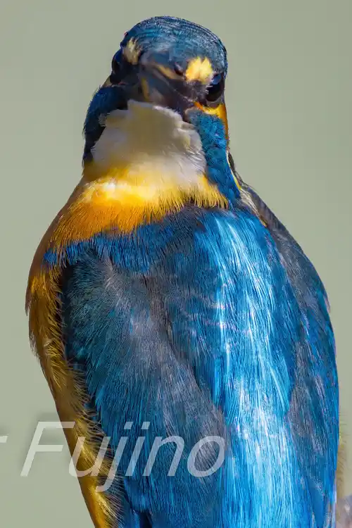 BORG89EDで撮影したカワセミドアップ写真画像