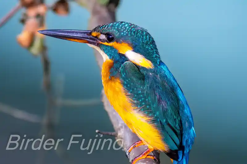 BORG90FLで撮影したカワセミドアップ写真画像