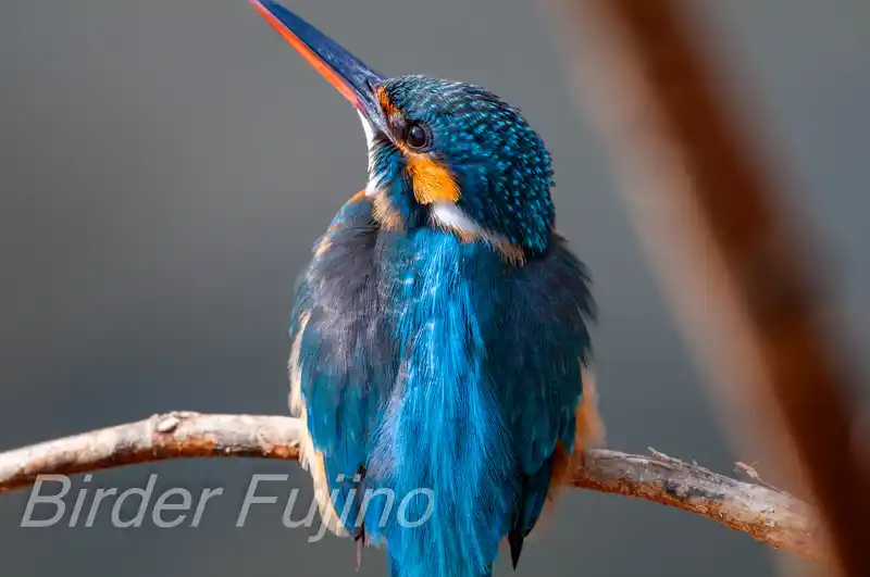 BORG90FLで撮影したカワセミドアップ写真画像