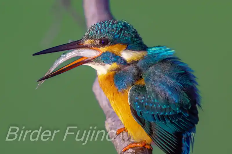 BORG90FLで撮影したカワセミドアップ写真画像