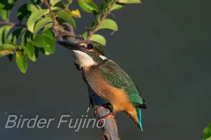 AFボーグ BORG71FLで撮影したカワセミドアップ写真画像