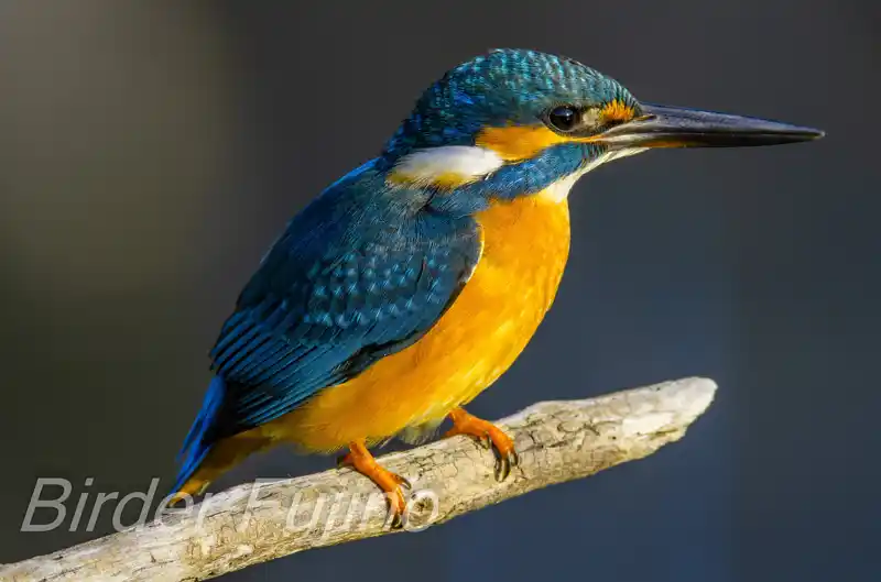 AFボーグ BORG71FLで撮影したカワセミドアップ写真画像