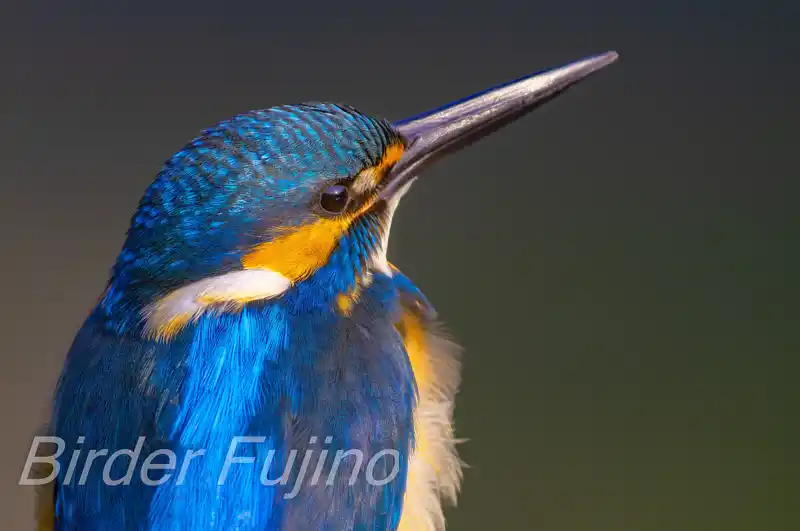 BLANCAで撮影したカワセミドアップ写真画像