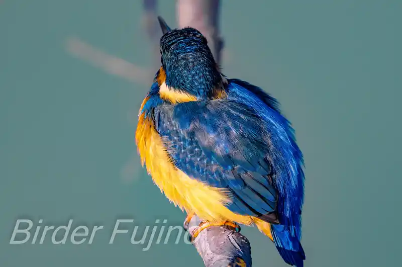 BLANCAで撮影したカワセミドアップ写真画像