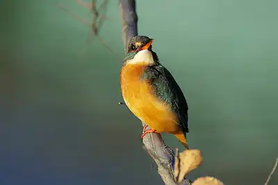 BLANCAで撮影したカワセミドアップ写真画像